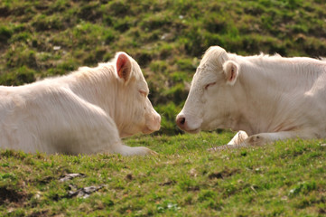 Obraz premium Vaches face à face