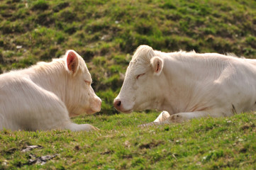 Vaches blanches nez à nez