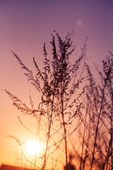 beautiful plants. nature, spring