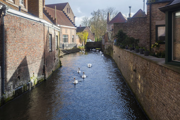 Swans on waterways, Bruges, Belgium