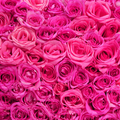 Roses. Pink Flowers background - 63906489