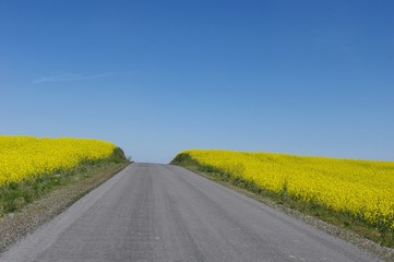 La route fleurie