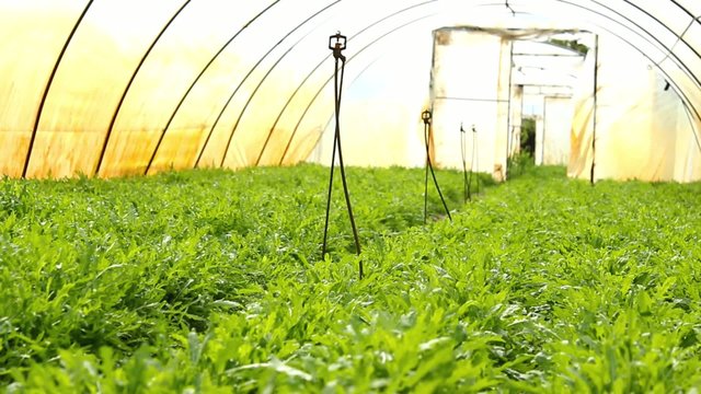Organic Rucola Aragula Salad Greenhouse 