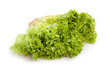 lollo bionda lettuce