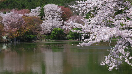 桜満開の龍安寺鏡容池