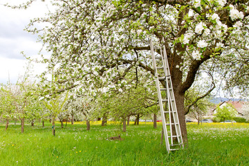 Streuobstwiese im Frühling