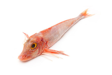 Fototapeta premium Gurnard fish isolated on white.
