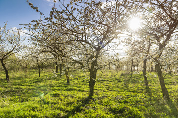 Fototapeta premium Cherry orchard spring horizontal