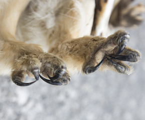 owl's claw
