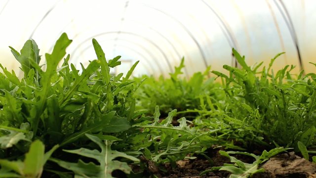 Organic Rucola Aragula Salad Greenhouse 