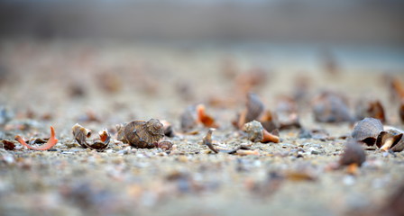 seashells on wet sand