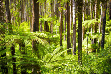 Obraz premium Fern Forest