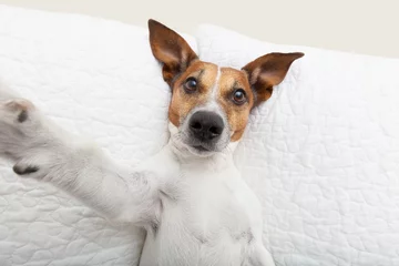 dog selfie