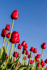 Obraz premium Oregon tulips