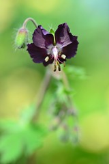 黒花フウロソウのアップ