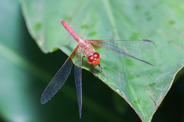 Red Dragonfly