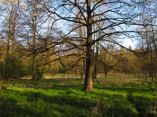 Fototapeta na wymiar Spring landscape with tree and fresh green grass