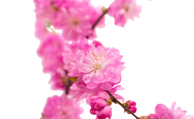 Fototapeta na wymiar Spring cherry tree blossoms