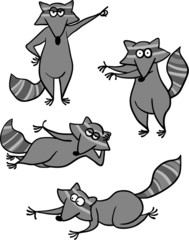 raccoon