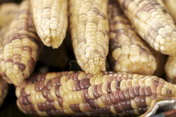 Sweet corn in the market