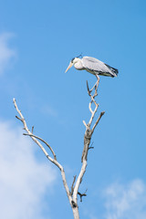 Grey heron, Ardea cinerea