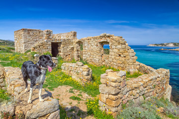 A border collie stands on an old ruin on the coast of Corsica