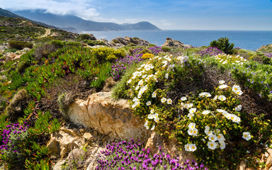 Flowers in the maquis at La Revellata in Corsica © Jon Ingall