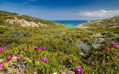 Pink flowers in the maquis at La Revellata near Calvi in Corsica