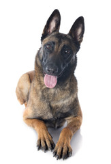 malinois