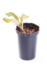 Salad, isolated on white