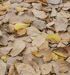 Dried leaves background