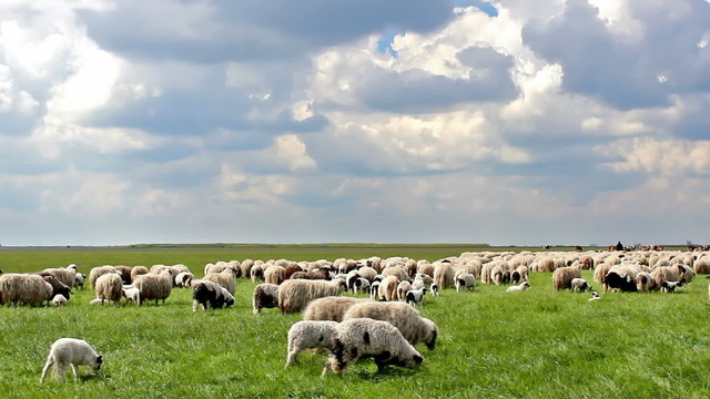 Sheep in the meadow