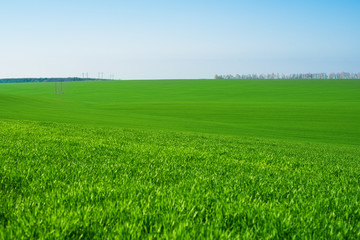 Fototapeta premium green wheat field