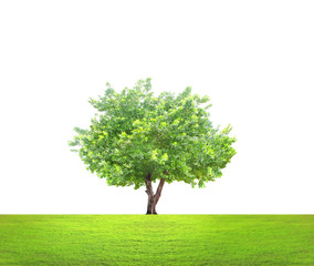 green tree