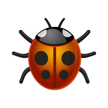 Ladybird Bug on White Background. Vector.