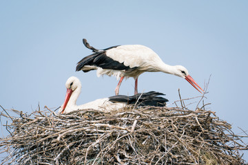 White Stork on nest