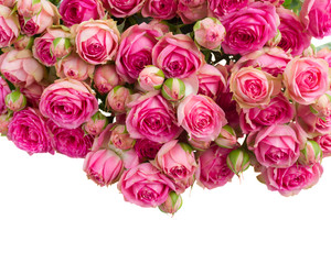 border of fresh pink roses