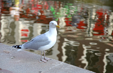 Seagull in Amsterdam, Netherlands