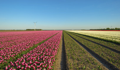 Flower beds in spring under a clear sky