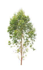 Eucalyptus tree isolated on white background