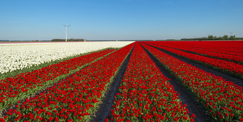 Agriculture with flowers in spring