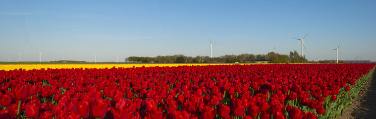 Agriculture with flowers in spring