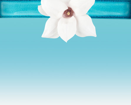 Fototapeta white  Magnolia flower in Bowl on Turquoise background