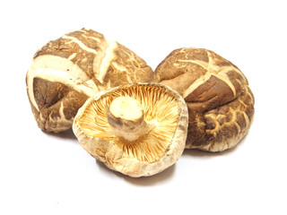 Fototapeta premium Dry dried mushrooms isolated on white background. Selective focu