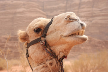 Camel in the desert