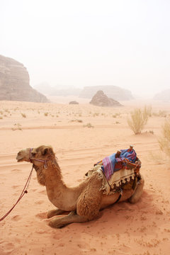 Camels in the sandy desert - Wadi Rum, Jordan