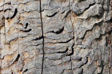 Fraßspuren des Heldbocks, Cerambyx cerdo