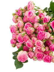 pile of fresh pink roses