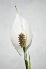 Prachtige witte lepelplant als decoratie