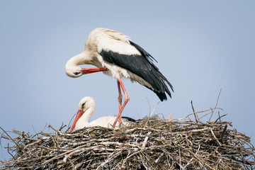 White Stork on nest